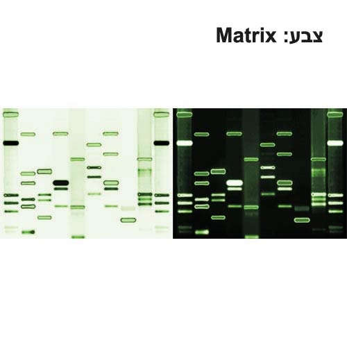 תמונת DNA זוגית גודל 60*90-21769