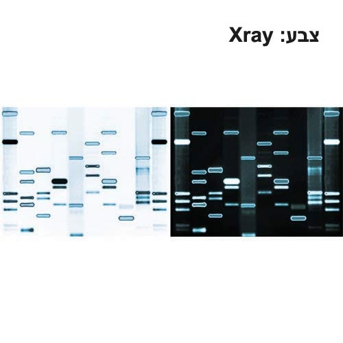 תמונת DNA זוגית גודל 60*90-21772